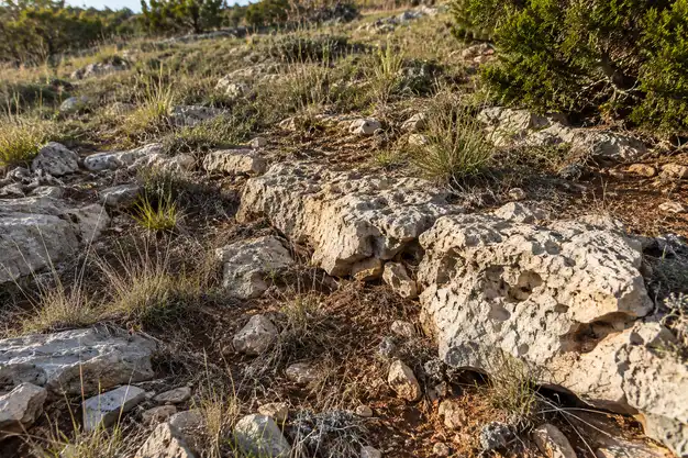 Pale limestone rock showing through a thin layer of soil and dry grass